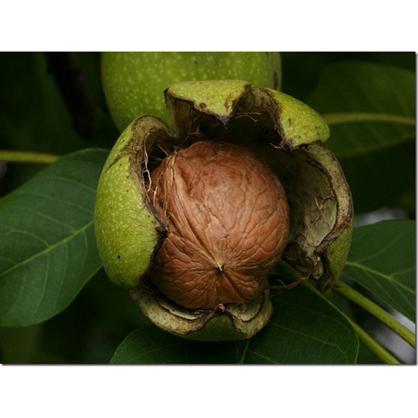 Óc Chó Nếp Hà Giang 500g