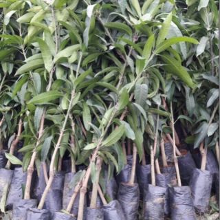 Combo 1 xoài tím .1 việt quất.1 kiwi