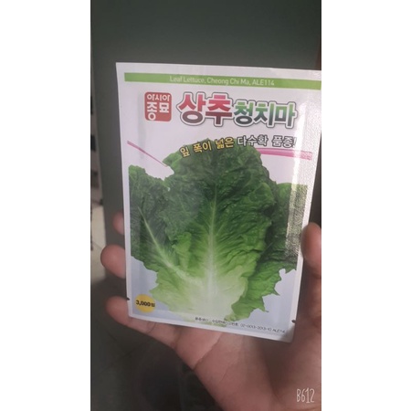 300 HẠT GIỐNG XÀ LÁCH YANGJU HÀN QUỐC