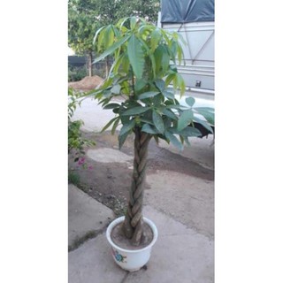 sản phẩm CÂY KIM NGÂN XOẮN CỠ ĐẠI