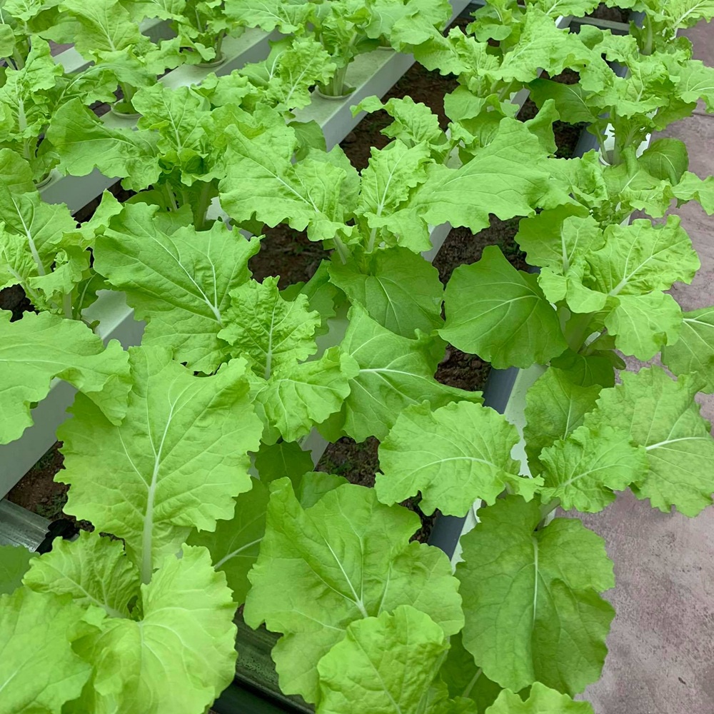 Hạt giống cải bẹ dún Tokyo Bekana chịu nhiệt nhập Mỹ - Johnny's Seeds