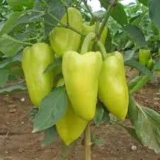 Hạt giống ớt đùi gà 20 hạt