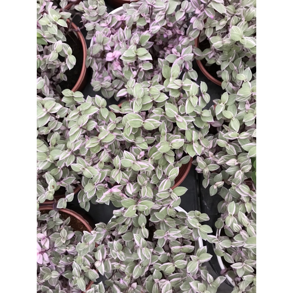 Thài lài pink lady