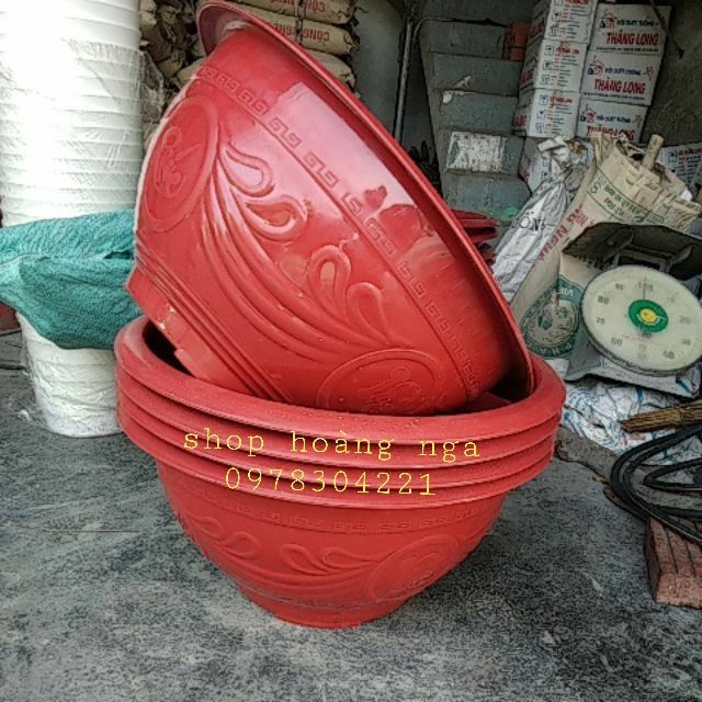 Combo 10 chậu T48 ,phúc lộc thọ