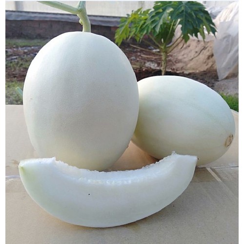 Hạt giống Dưa Lê Bạch Tuyết F1 Đài loan siêu ngọt, siêu quả_Dưa lê trắng