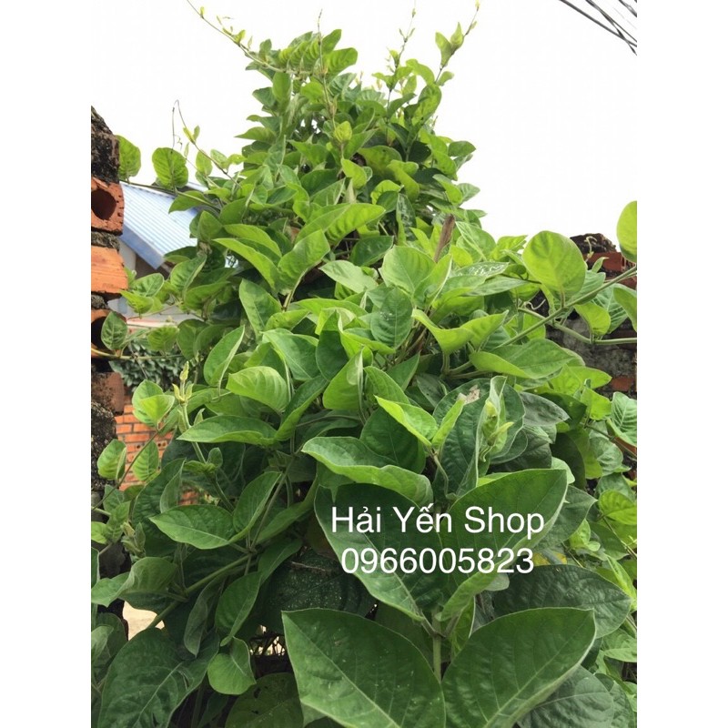 Lá Mơ Tươi_khô_cây giống