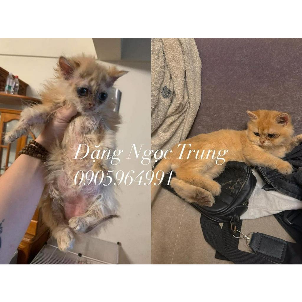 Viên ăn nấm, ghẻ, viêm da cho chó 50day-5kg