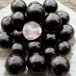 Cây nho thân gỗ tứ quý