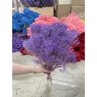 Hoa Baby Broom Bloom Bloom Trang Trí Phòng, Cắm Lọ Hoa - Gypsophila