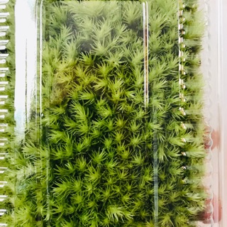 Rêu Leucobryum Boniense( hộp 10cm x 15cm)