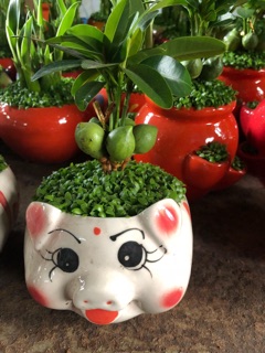 Chậu sư heo cây May Mắn