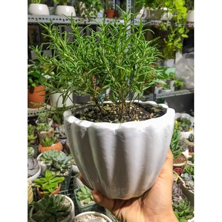 Cây Hương Thảo (Rosemary)