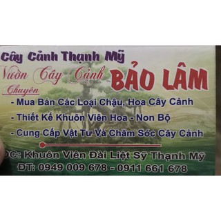 Cây giống hoa Mua Úc