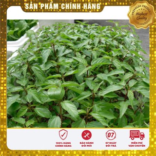 Hạt giống rau Đay Đỏ 20gram