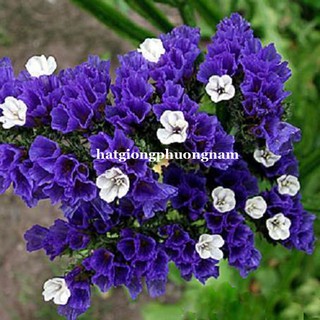 Hạt giống hoa Salem Mix