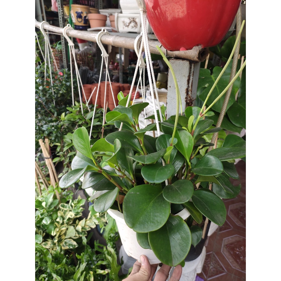 cây trường sinh còn gọi là cây trường thọ tốt cho phong thủy