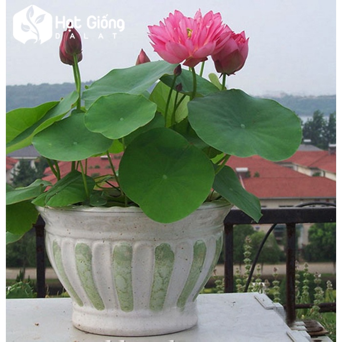 Hạt Giống Hoa Sen Cung Đình 12 Hạt