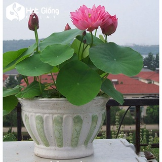 Hạt Giống Hoa Sen Cung Đình 12 Hạt