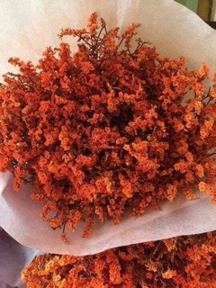 Hoa sao cắm tết