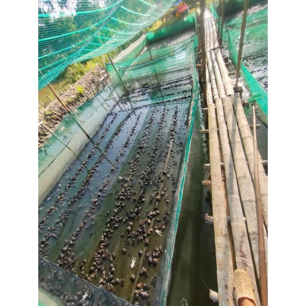 Tráng lồng vèo nuôi ếch 5x2x0,8v20