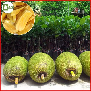 Cây giống mít Thái (siêu sớm) dễ trồng sinh trưởng nhanh 1 năm ra trái múi giòn ngọt năng suất cao - QD08