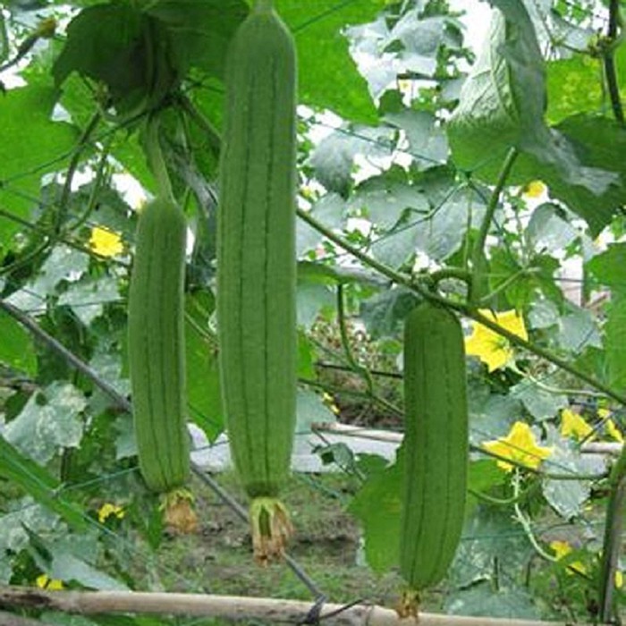 (SIÊU HOT) Hạt giống mướp hương cao sản, mướp bảy lá gói 1gr