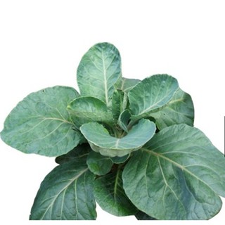 Hạt giống cải rổ