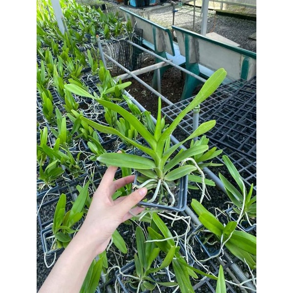 Lan giáng hương cửu bảo tiên