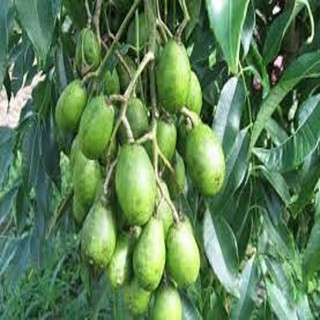Cây CÓC THÁI LÙN SIÊU QUẢ