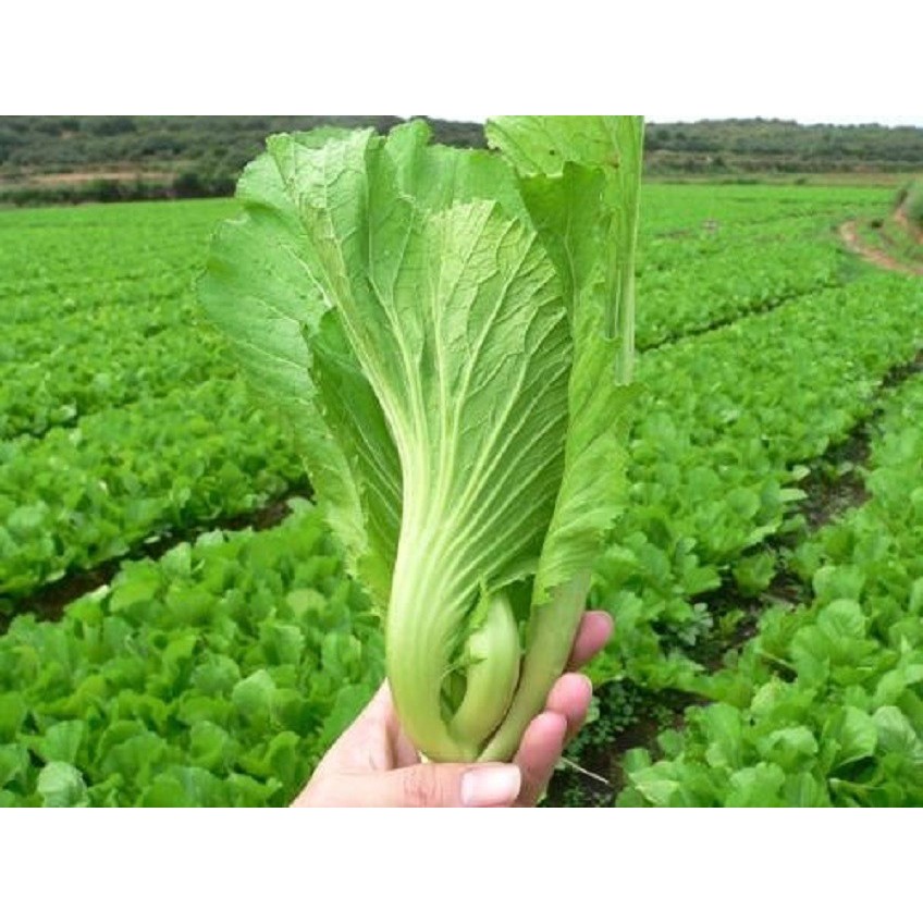 Hạt Giống Rau Cải Bẹ Dưa