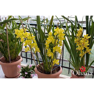 đia lan hương cát cát cực thơm, hàng hoa tết, gửi nguyên chậu đi, hàng to đẹp