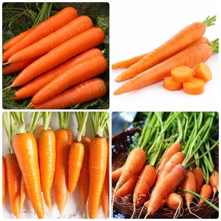 Hạt giống Cà rốt gói 5gr