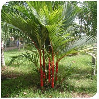Cây cao đỏ phong thủy