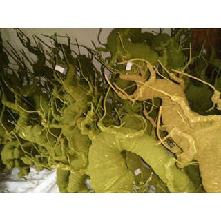 Combo gốc cây bonsai hoa mai