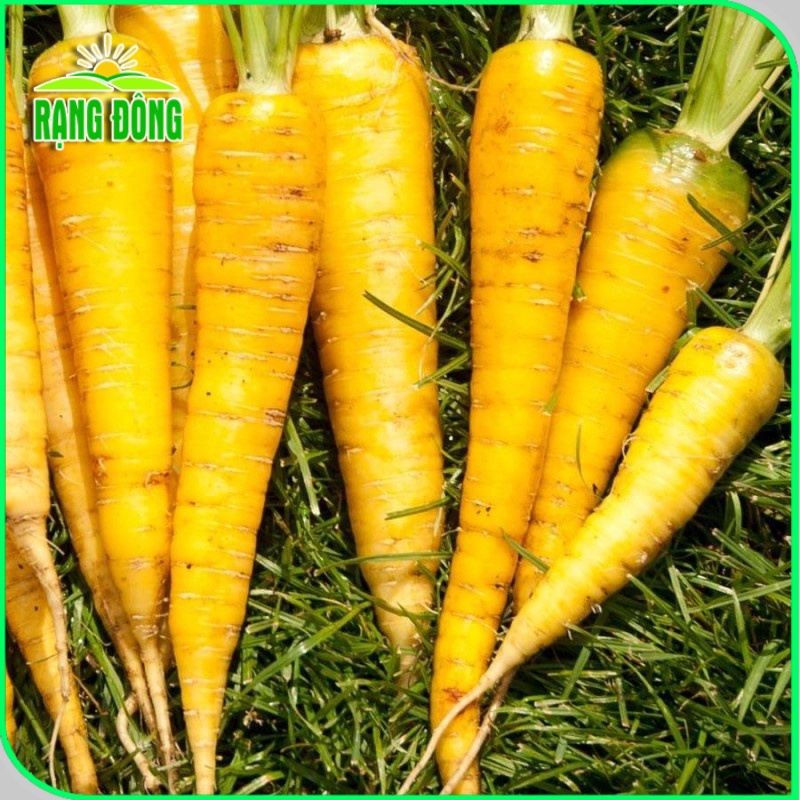 Hạt giống Cà Rốt Vàng giàu dinh dưỡng, sinh trưởng khỏe, nảy mầm tốt (gói 5 gr) - Hạt giống Rạng Đông