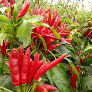Hạt giống ớt chỉ thiên chùm đỏ ĐÀI LOAN