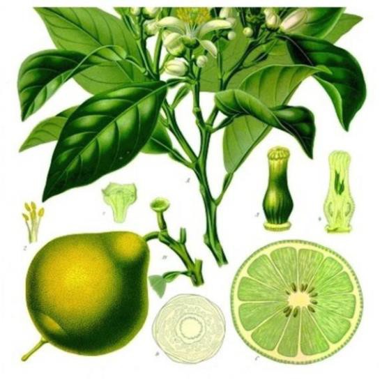 Bộ 12 chai dầu gió thảo mộc Thái Lan hương cam Bergamot Thái Lan (Mỗi chai 8ml)