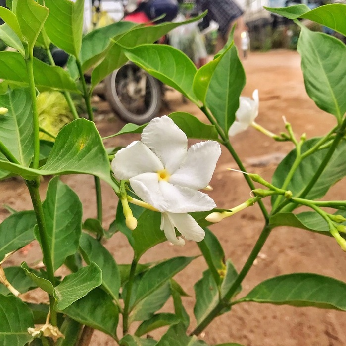 Cây ngọc bút  chiều cao 25-30cm cây khỏe nhiều nhánh sum suê hoa thơm thích hợp trang trí sân vườn