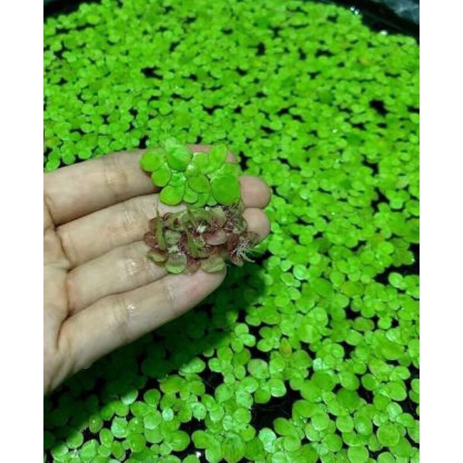 120 cây Bèo tía rễ đỏ | Bèo thủy sinh