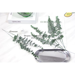 Lá cây bạch đàn Silver E decor phụ kiện chụp ảnh