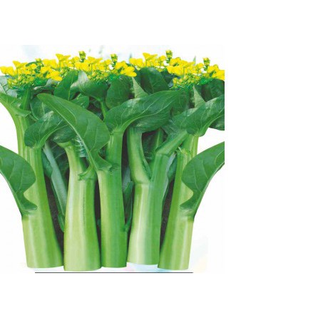 HẠT GIỐNG CẢI NGỒNG GÓI 20g