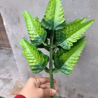 lá điểm dương sỉ 10 cành
