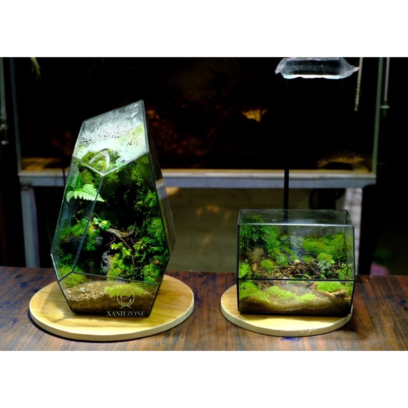 Terarium bình kín, đa giác kính, Xanhzone