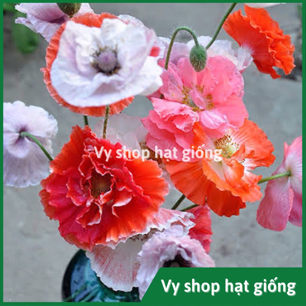 Hạt giống hoa kim anh - poppy gói 1000 hạt mix màu