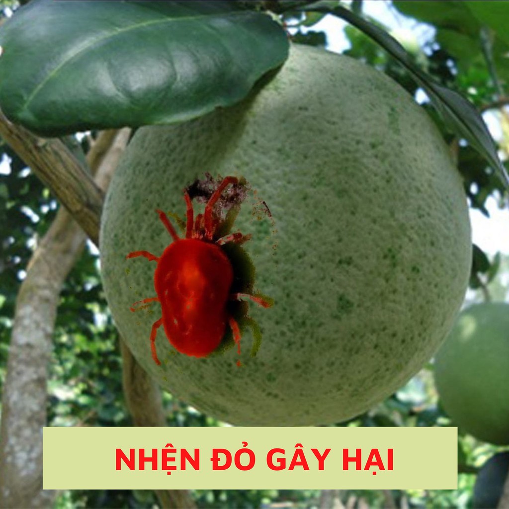 Chế phẩm sinh học BIOB phòng trừ bọ, côn trùng chích hút, rệp sáp, bọ trĩ, nhện đỏ, rệp sáp, ruồi vàng