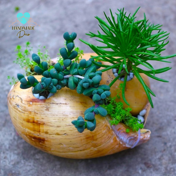 Chậu trồng cây cảnh - chậu cây mini - Sen Đá - Xương Rồng - Hoa nhỏ - Kiểu hình xô -Bằng Vỏ Ốc Gáo và Tù Và