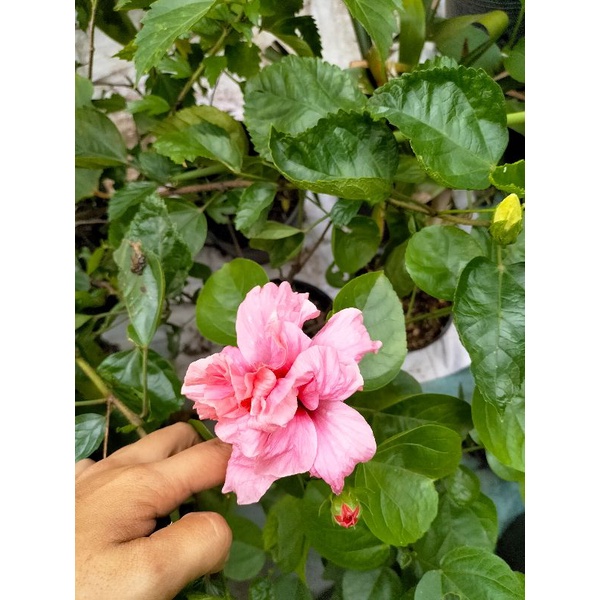 Cây Hoa Bông Bụt Thái Kép