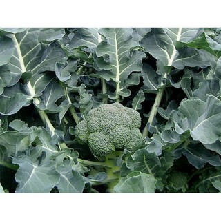 Hạt giống súp lơ xanh F1 gói 10gram- 2500H