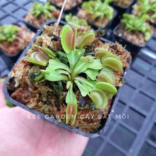 Cây bắt ruồi, Cây bẫy kẹp Flytrap Dentate x Bristle