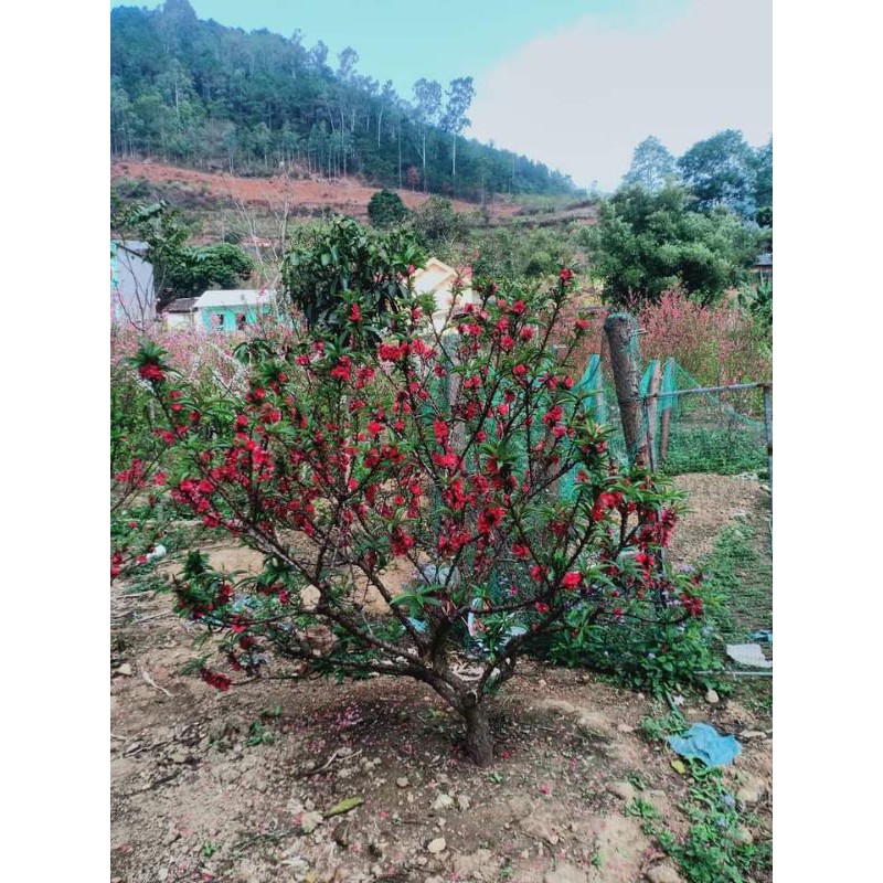 Đào thất thốn đỏ nhung ghép 2 năm